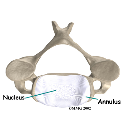 whiplash_anatomy05