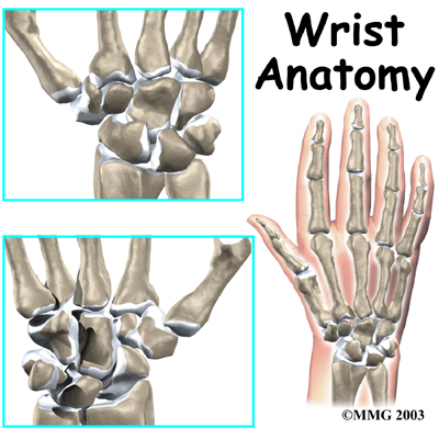 wrist_anatomy_intro01