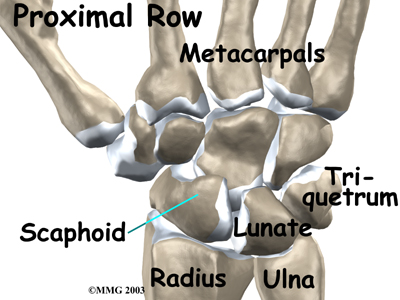 wrist_anatomy_proximal_row_bones02