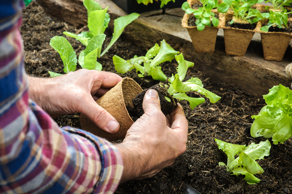 Summer Gardening